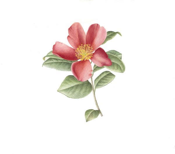 Yuletide Camellia