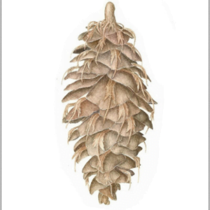 Douglas Fir Cone Print