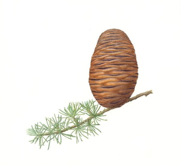 Himalayan Cedar
