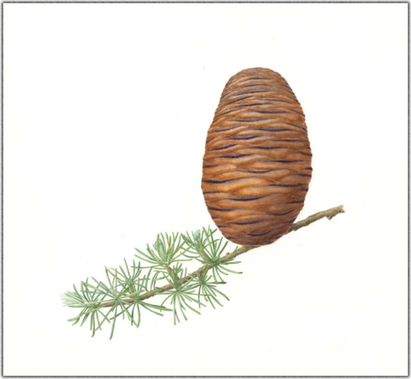 Himalayan Cedar Jeanne Debons Botanical Art