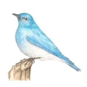 Mountain Bluebird - Sialia currucoides