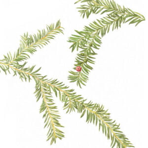 Pacific Yew - Taxus brevifolia