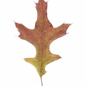 Pin Oak Leaf - Quercus palustris