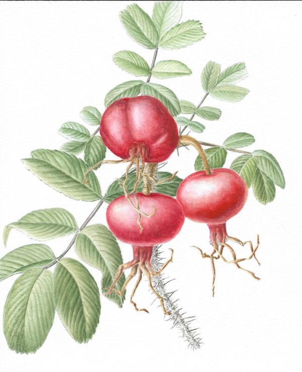 Rose Hips