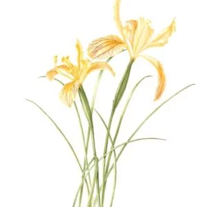 Siskiyou Iris - Iris bracteata