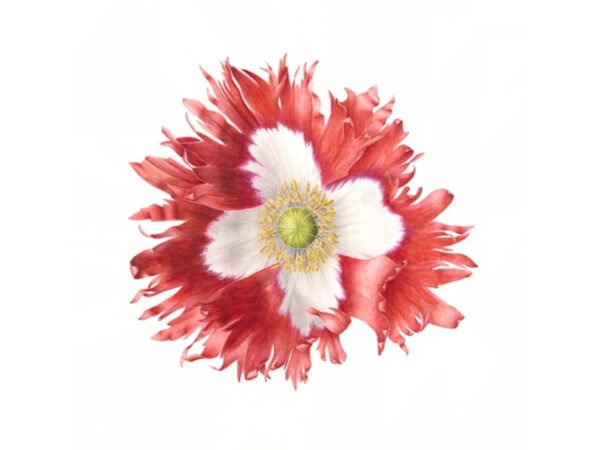 Victoria Cross Poppy