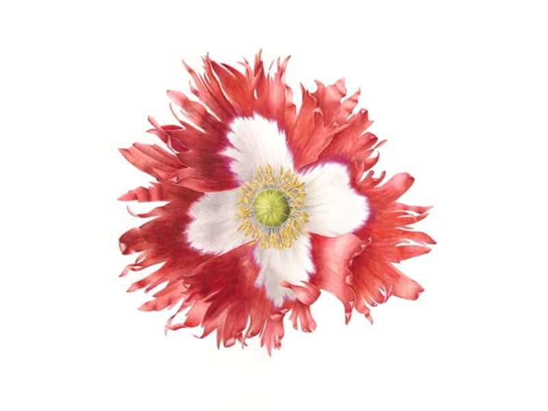 Victoria Cross Poppy 1 Victoria Cross Poppy
