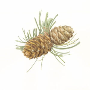 Whitebark Pine - Pinus albicaulis