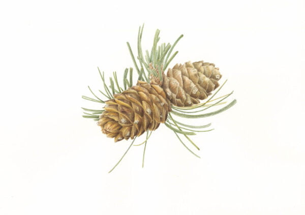 Whitebark Pine - Pinus albicaulis