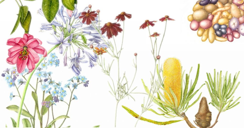 Beginner to Intermediate Botanical Illustration 3 Artwork Collage