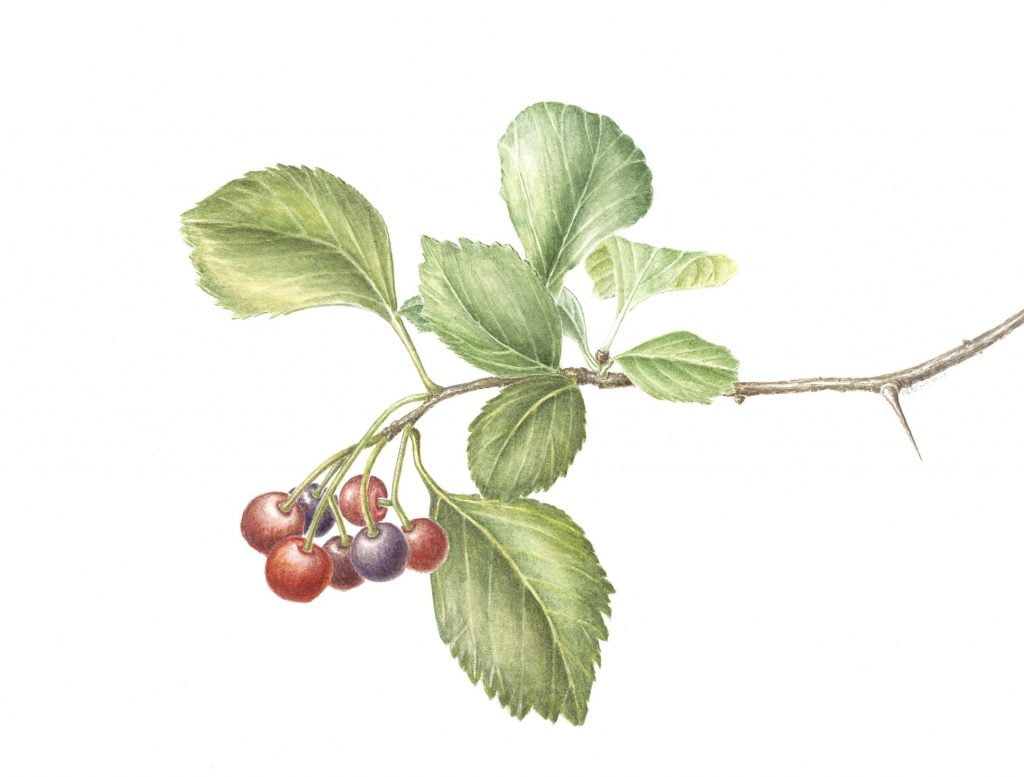 Black Hawthorn - Jeanne Debons Botanical Art