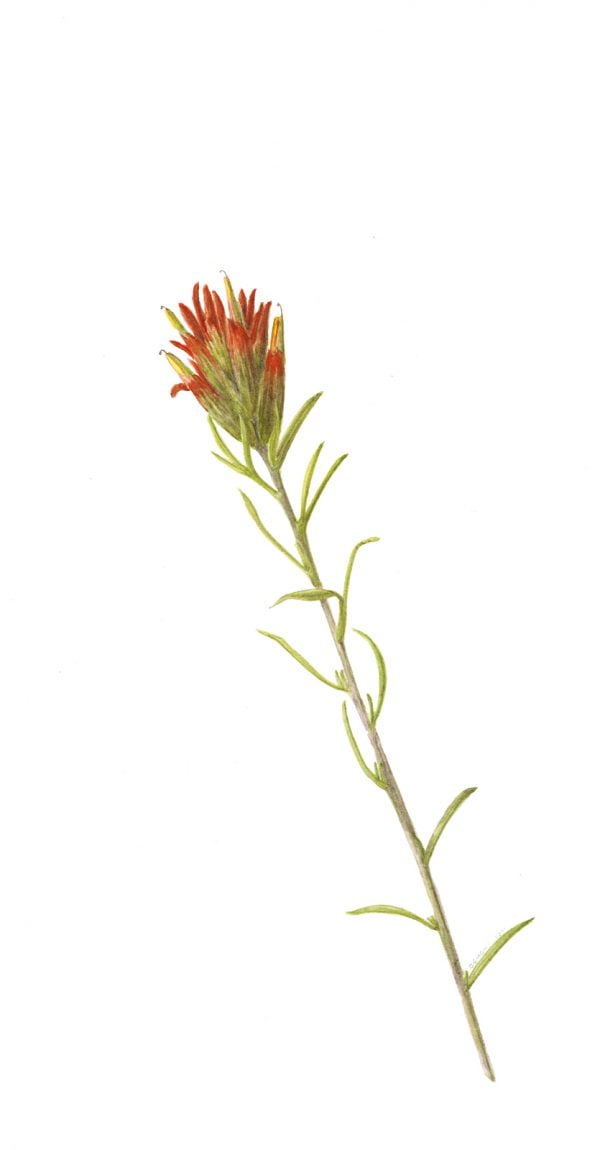 Indian Paintbrush
