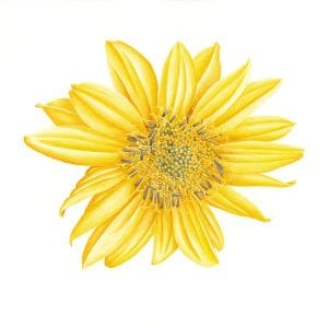 Arrowleaf Balsamroot
