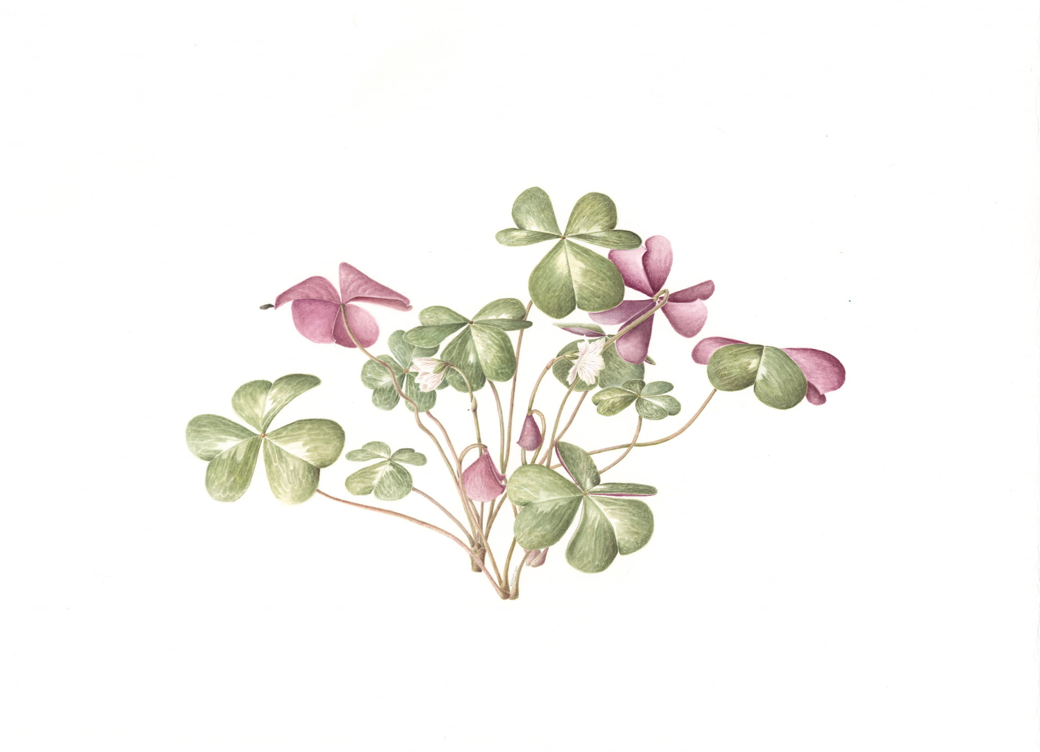 Oxalis 1 Oxalis