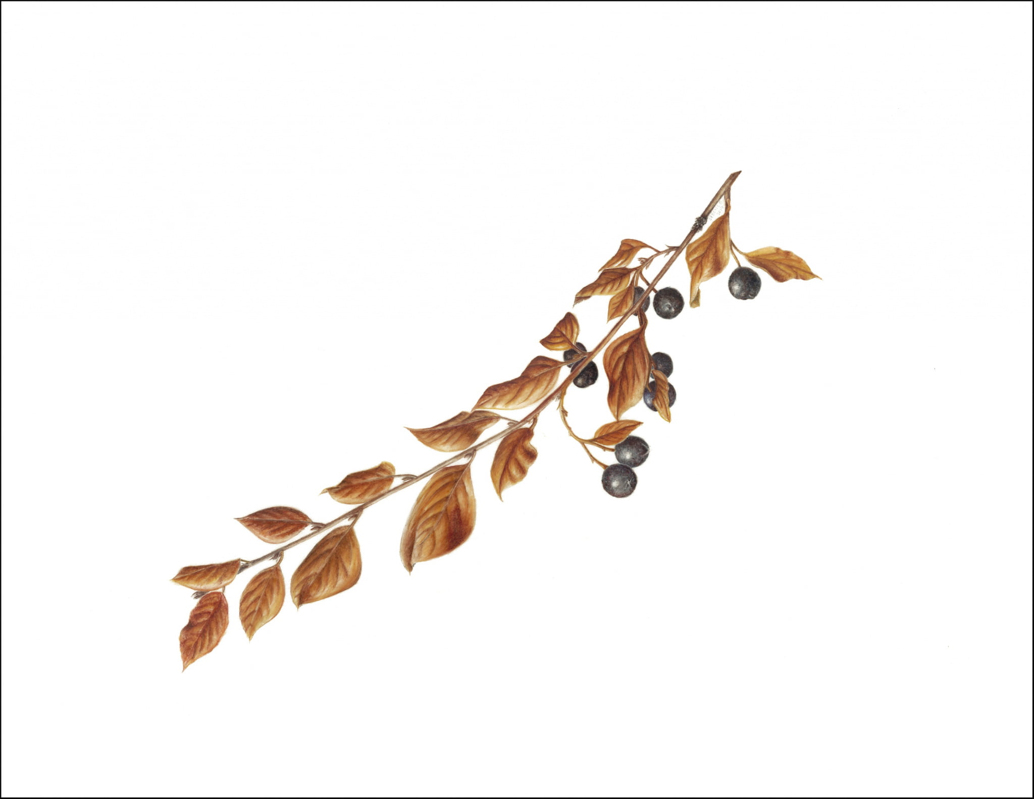 Peking Cotoneaster 1 Peking Cotoneaster