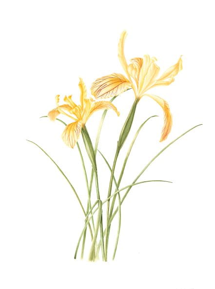 Siskiyou Iris 1 Siskiyou Iris