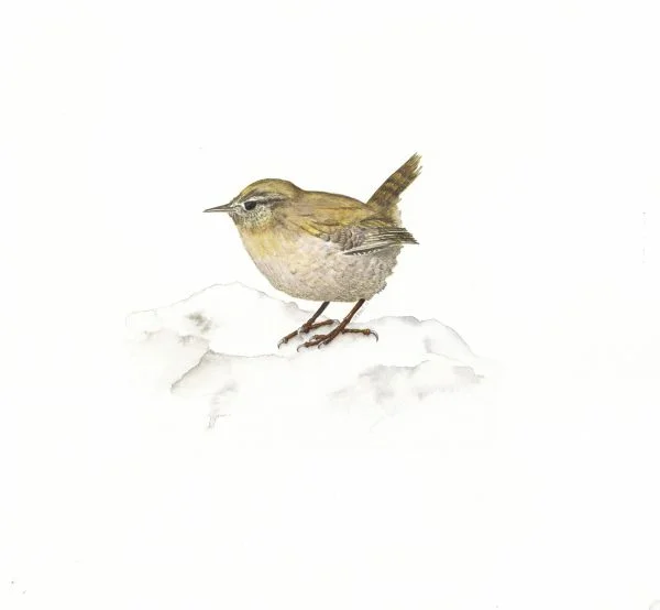 Winter Wren