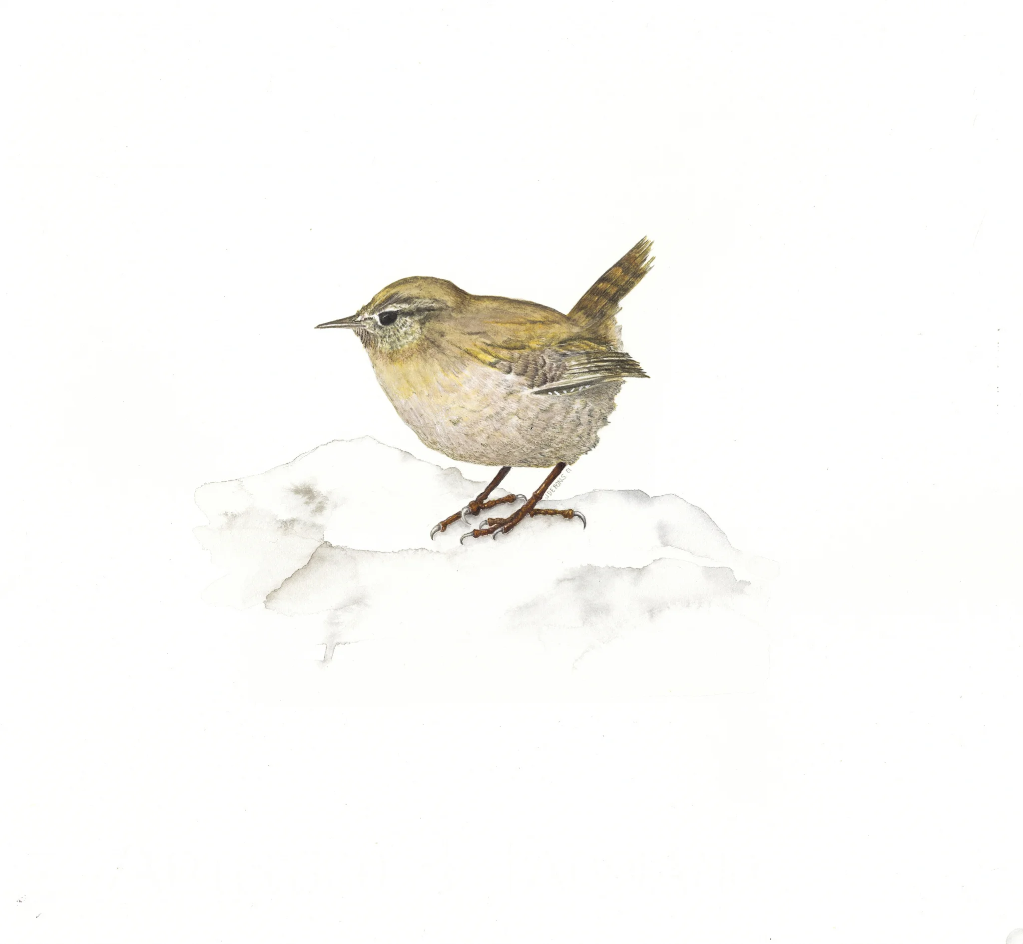 Winter Wren 1 Winter Wren
