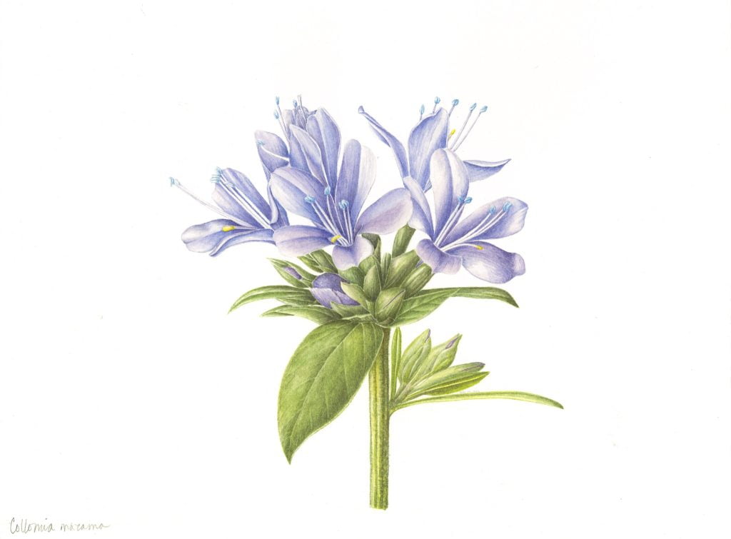 3 Day Botanical Illustration Workshop 9 Collomia mazama