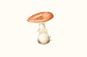 2026 3 Debons Workshop Announcement page1 image