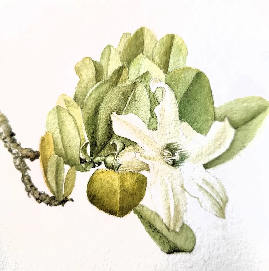 botaniclawatercolors 1296x