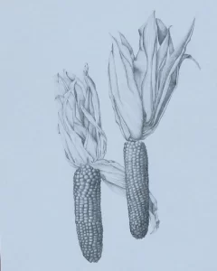 graphiteillustration 900x