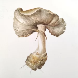 mushroom watercolor 1296x