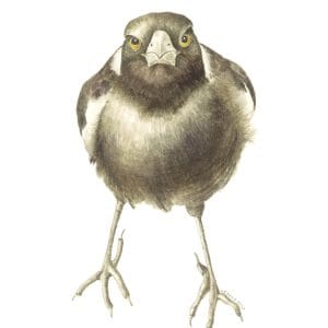 Australian Magpie Chick