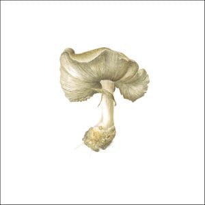 Australian Mushroom