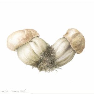 Boletus Rex