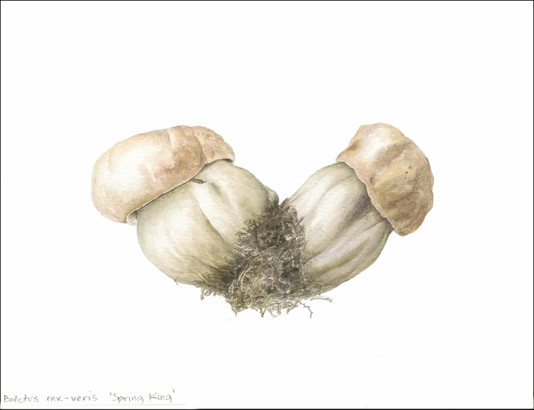 Boletus Rex 1 Boletus Rex