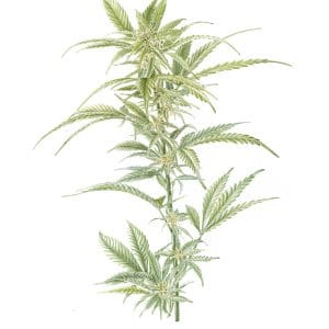 Cannabis