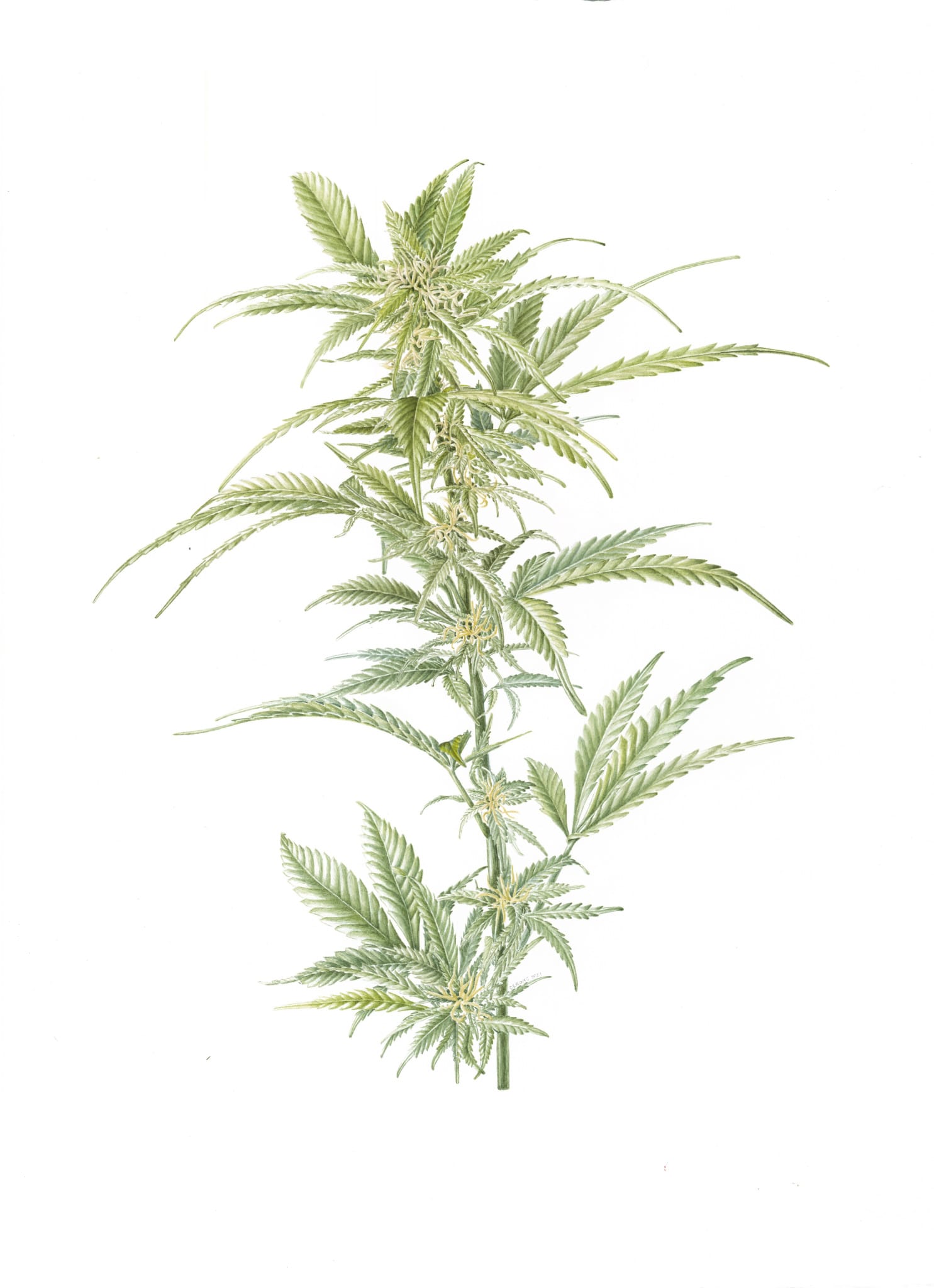 Cannabis 1 Cannabis