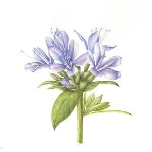 Collomia Mazama