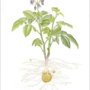 Columba Potato