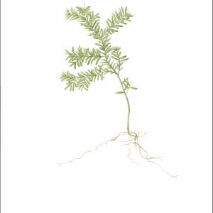 Western Hemlock