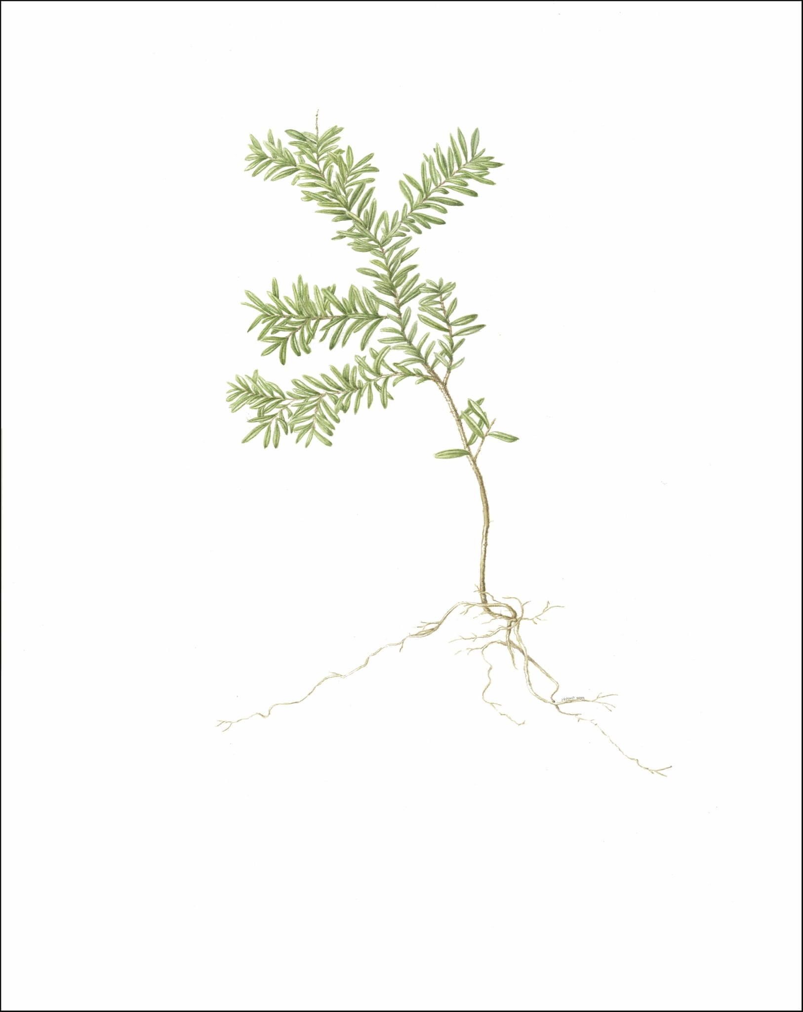 Western Hemlock 1 Western Hemlock