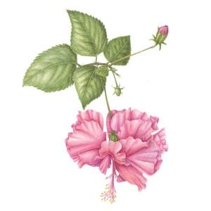 Hibiscus sp.
