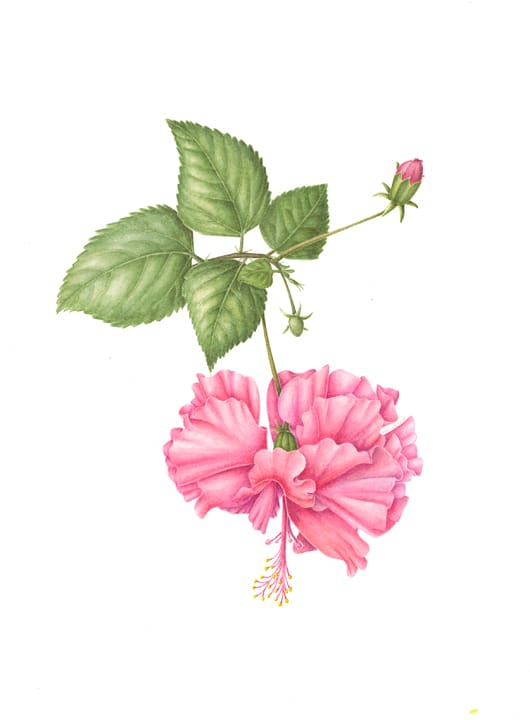 Hibiscus sp. 1 Hibiscus sp.