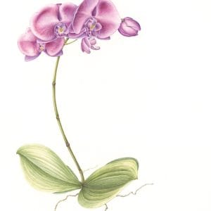 Moth Orchid