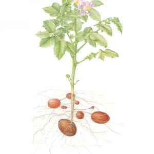 Rosara Potato