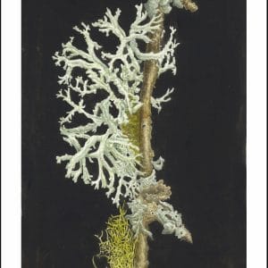 Lichen