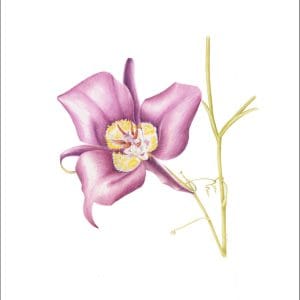 Mariposa Lily