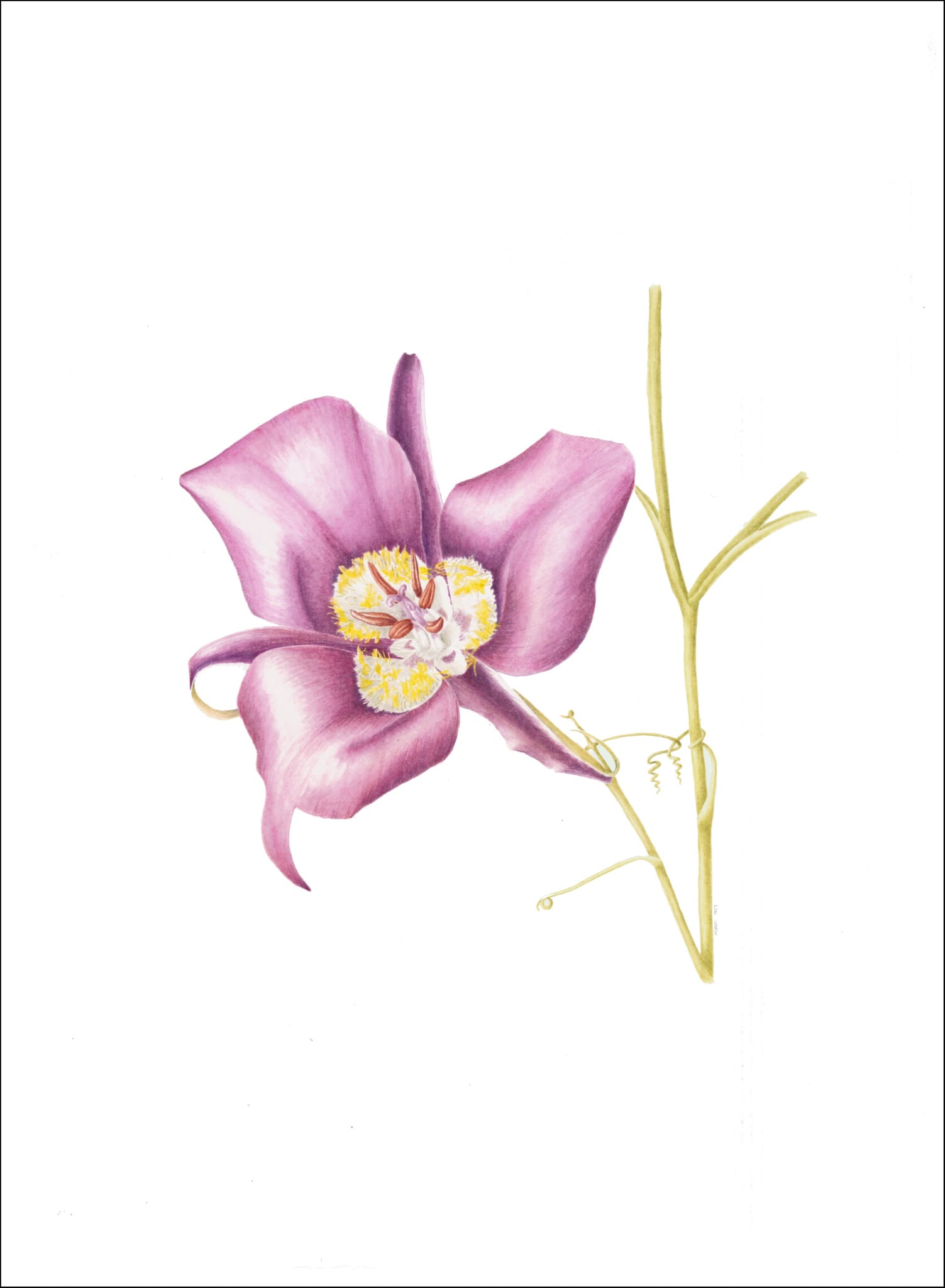 Mariposa Lily 1 Mariposa Lily