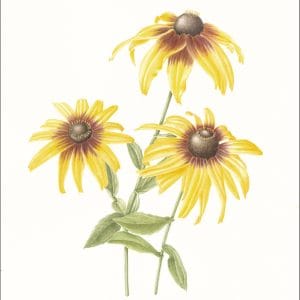 Rudbeckia