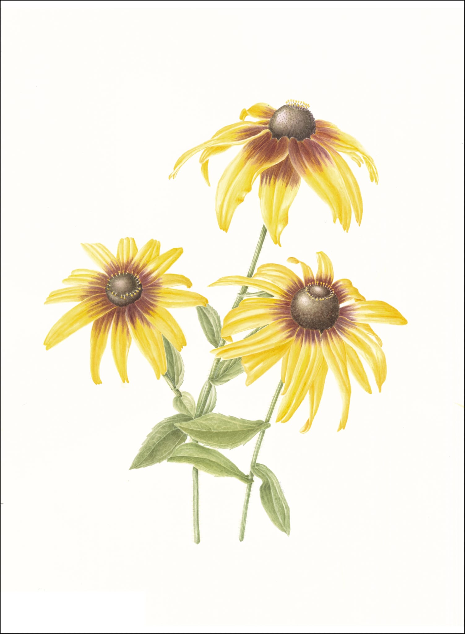 Rudbeckia 1 Rudbeckia