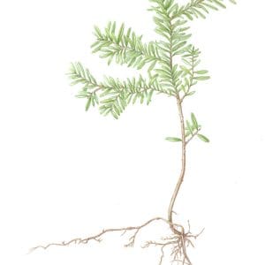 Western Hemlock